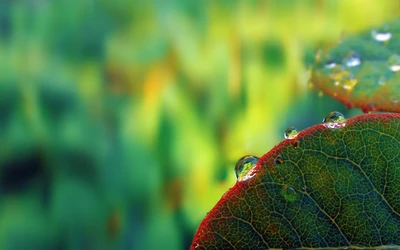 Fotografía macro de gotas de rocío en hoja verde