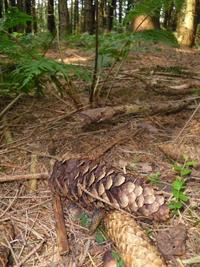 Nadelbaumzapfen, die auf dem Waldboden zwischen Farnen und Kiefernnadeln in einem gemäßigten Nadelwald liegen.