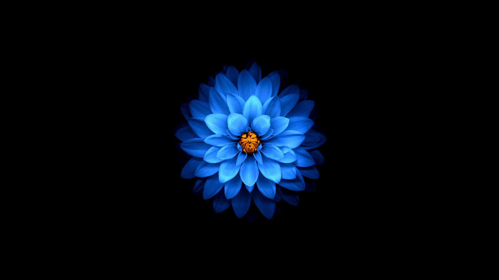 Un primer plano de una flor azul sobre un fondo negro (flor, azul, pétalo, planta, azul eléctrico)