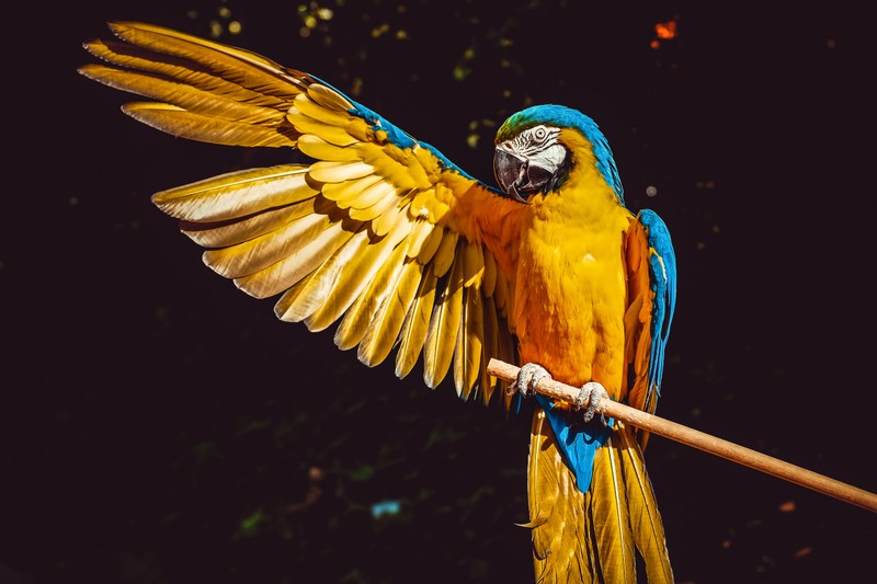 Ярко окрашенный попугай сидит на палке с расправленными крыльями (yellow macaw, птица, цветной, попугай, черный фон)