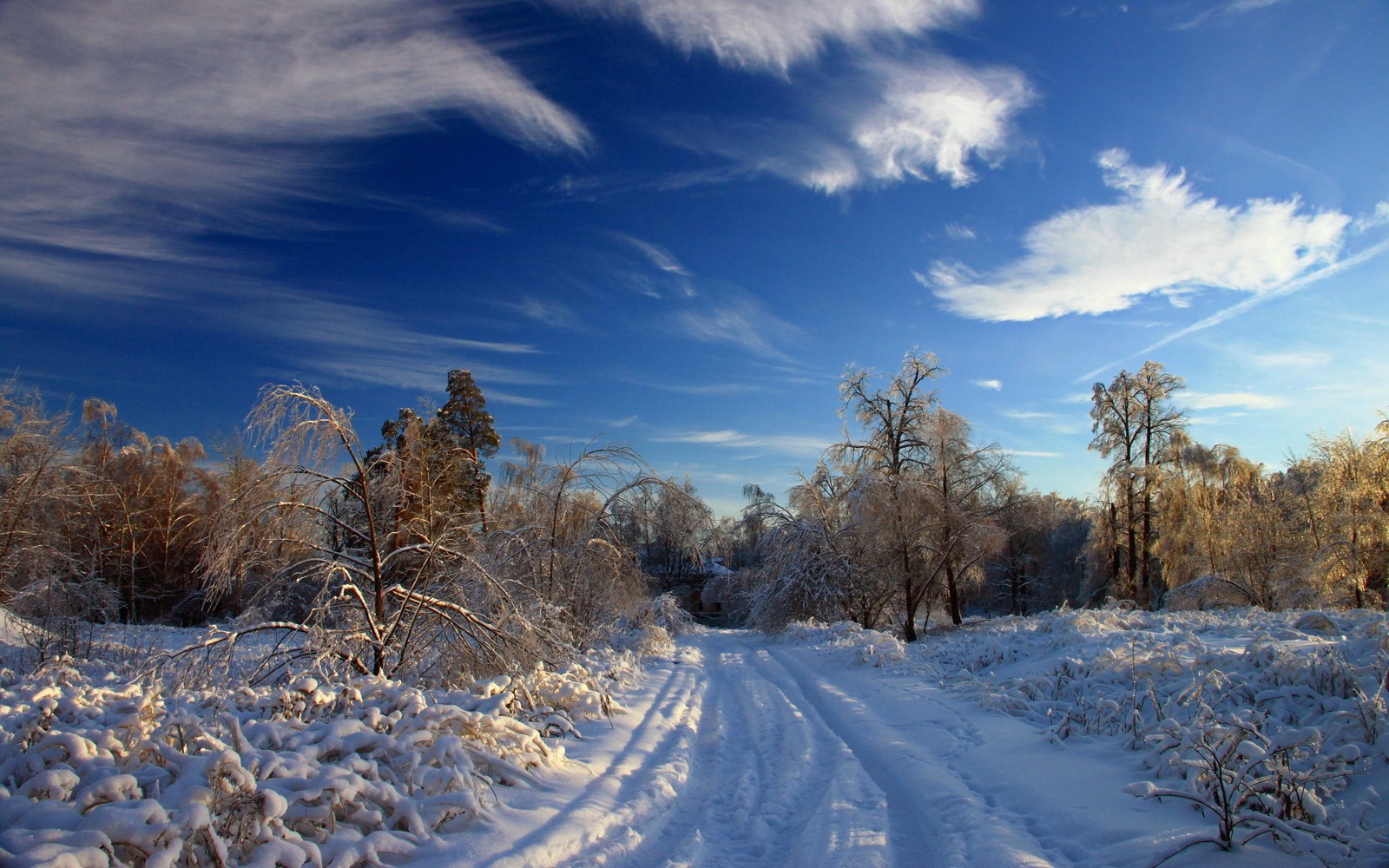 Snowy path in the woods with trees and bushes on either side (snow, winter, cloud, tree, freezing)