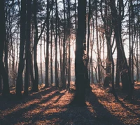 arbres, somme, bois