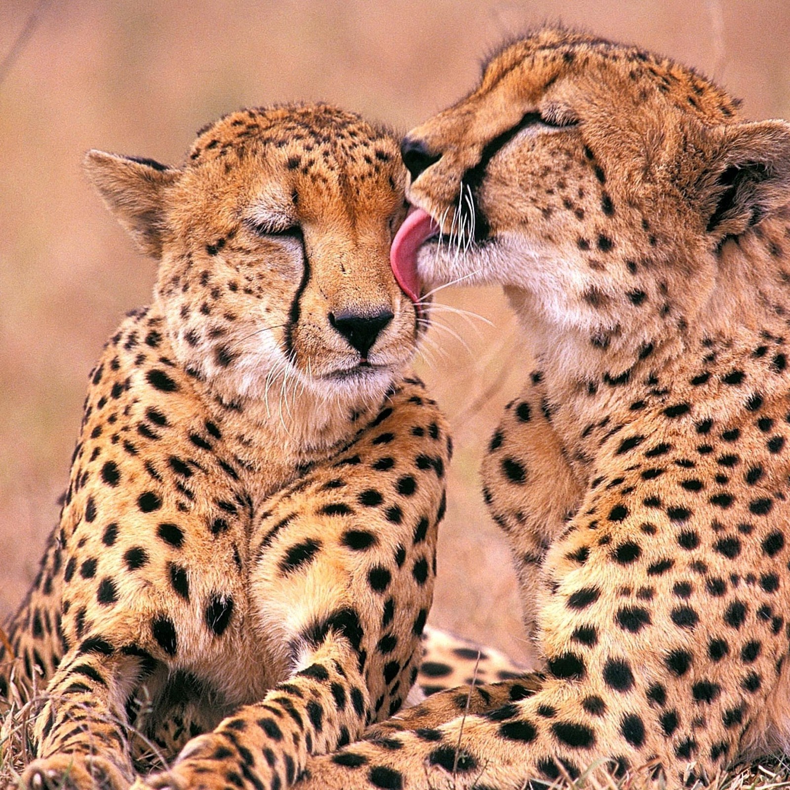 Lade cheetahs, liebe Hintergrund herunter