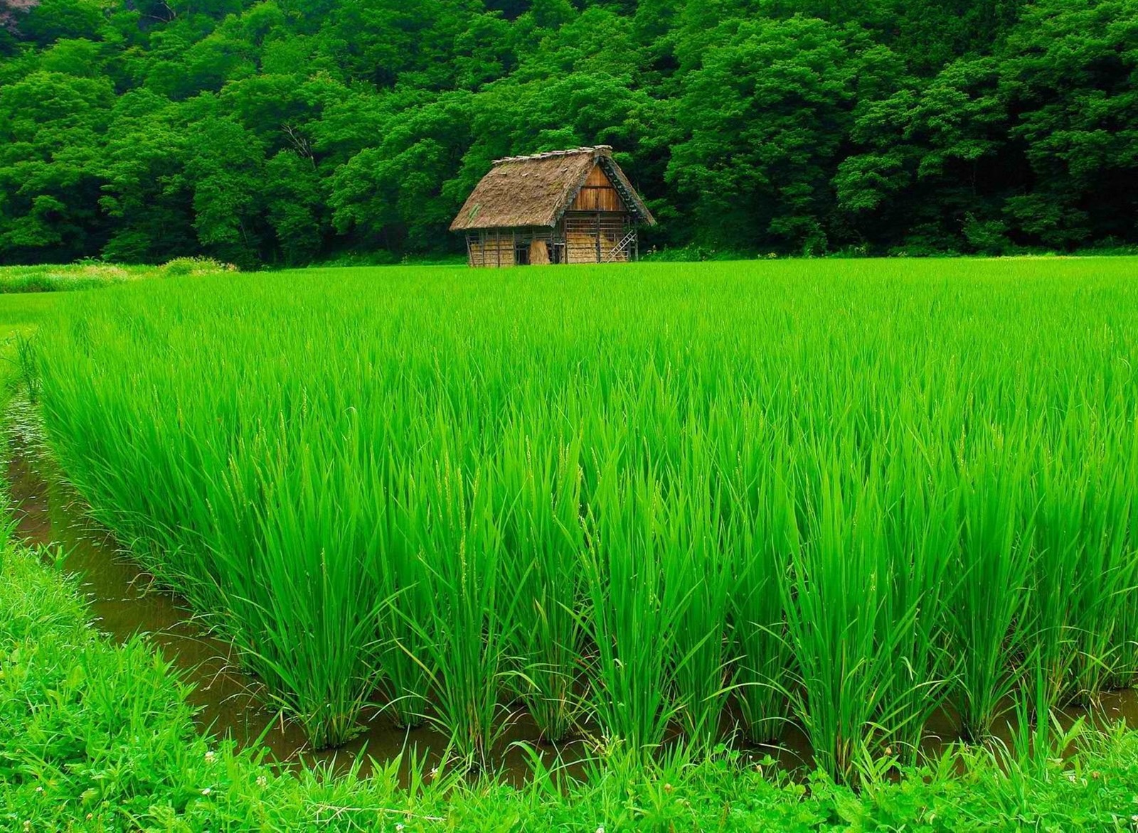 green, house Download Wallpaper