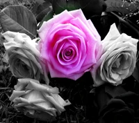 beautiful, pink rose wallpaper