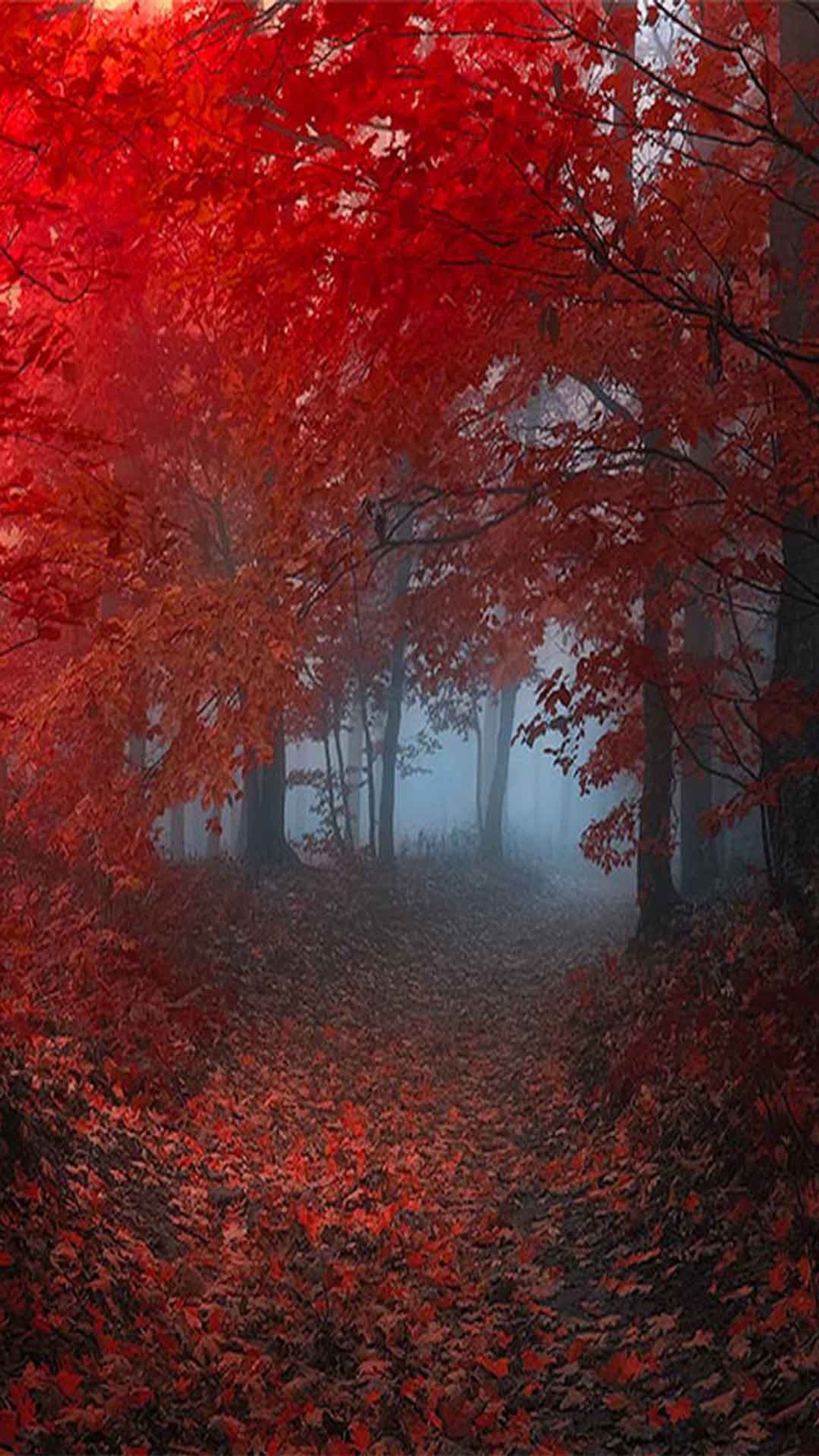 Árvores com folhas vermelhas em uma floresta neblina com um banco (floresta, vermelho)