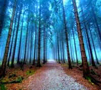 Sendero forestal brumoso entre altos árboles