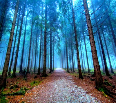 Nebliger Waldweg durch hohe Bäume