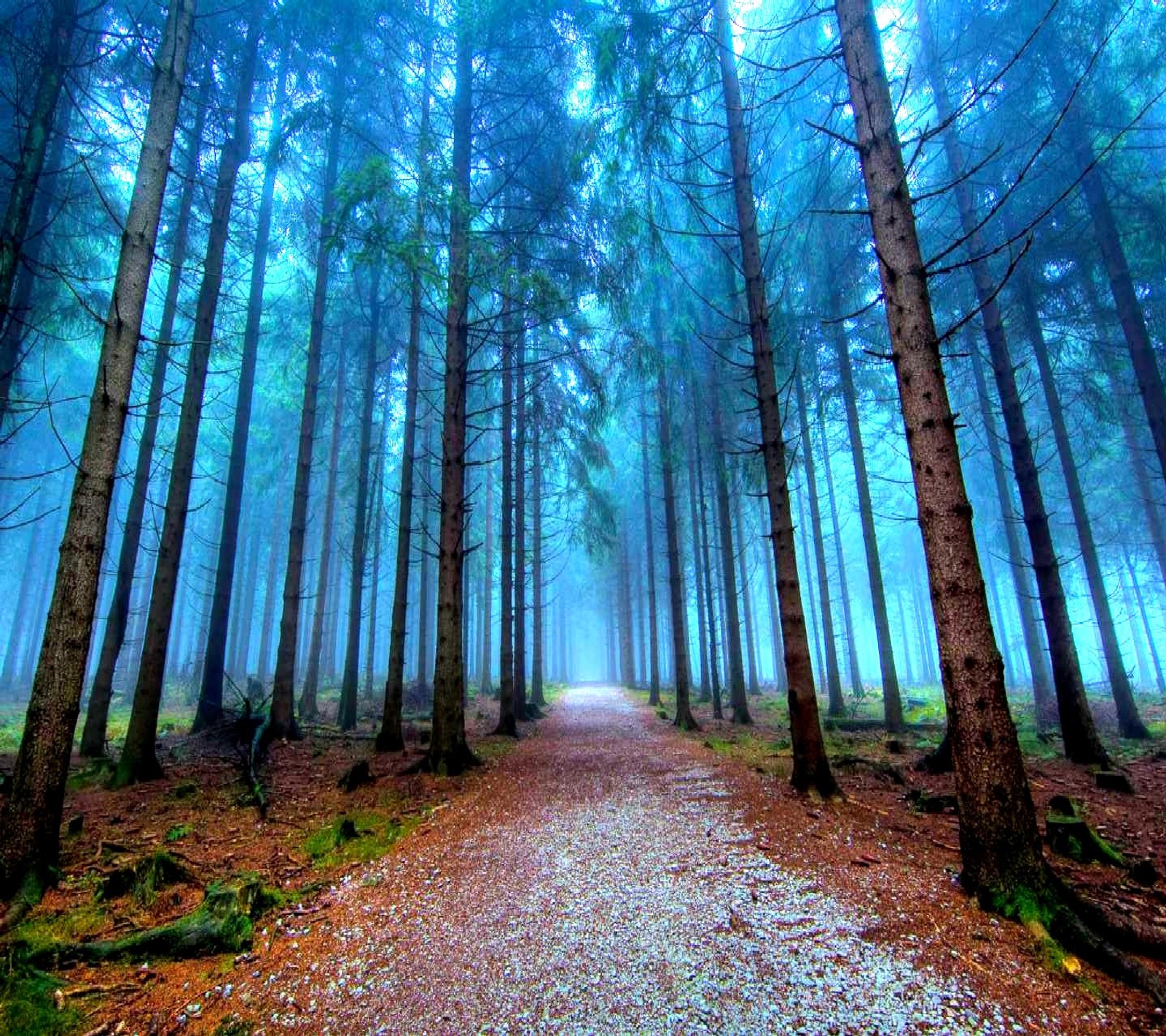 A view of a path through a forest with fog (nature)