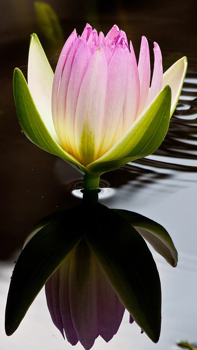 Serenidade de uma flor de lótus rosa florescendo em água tranquila