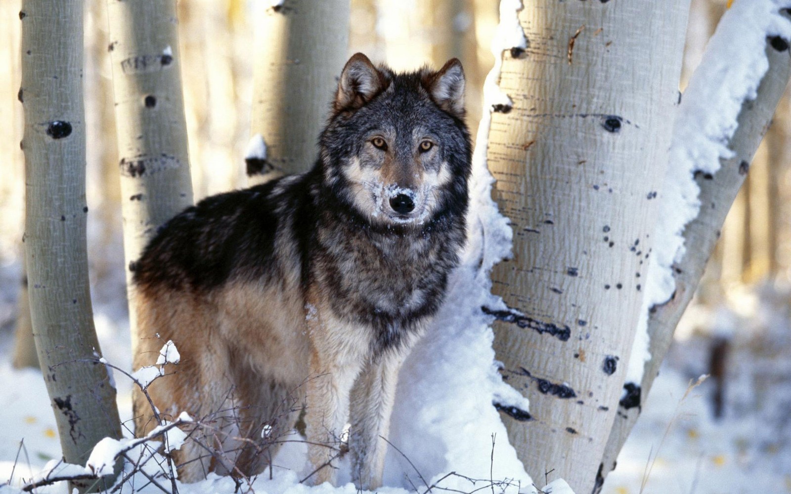 Ein wolf steht im schnee zwischen zwei bäumen (wildleben, wolfshund, bäume, fauna, coyoten)