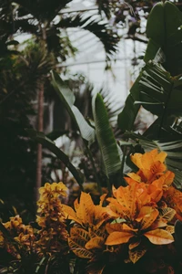 Vibrant Tropical Flora with Yellow Blossoms and Lush Green Leaves