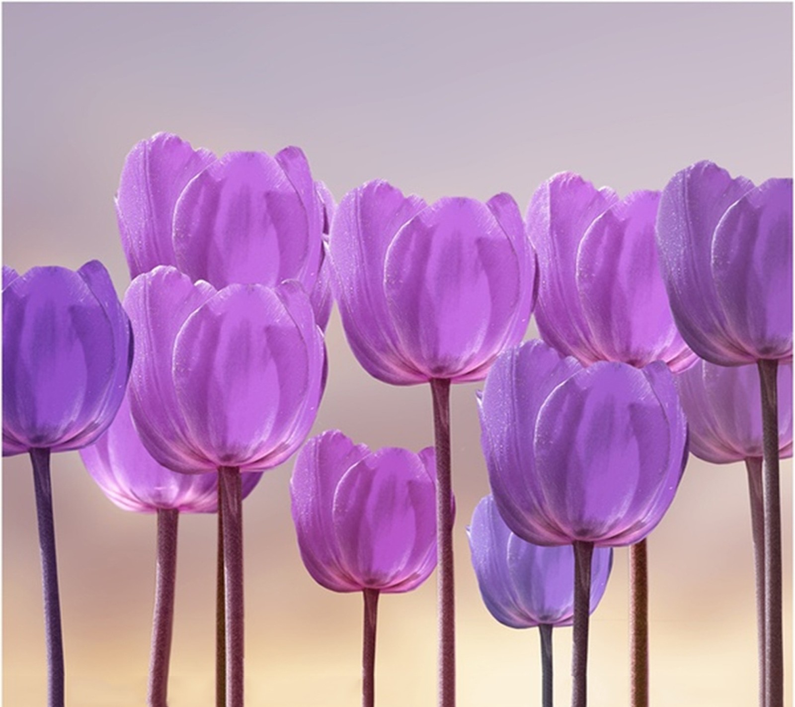 Des tulipes violettes en rangée par une journée ensoleillée (beau, fleurs)