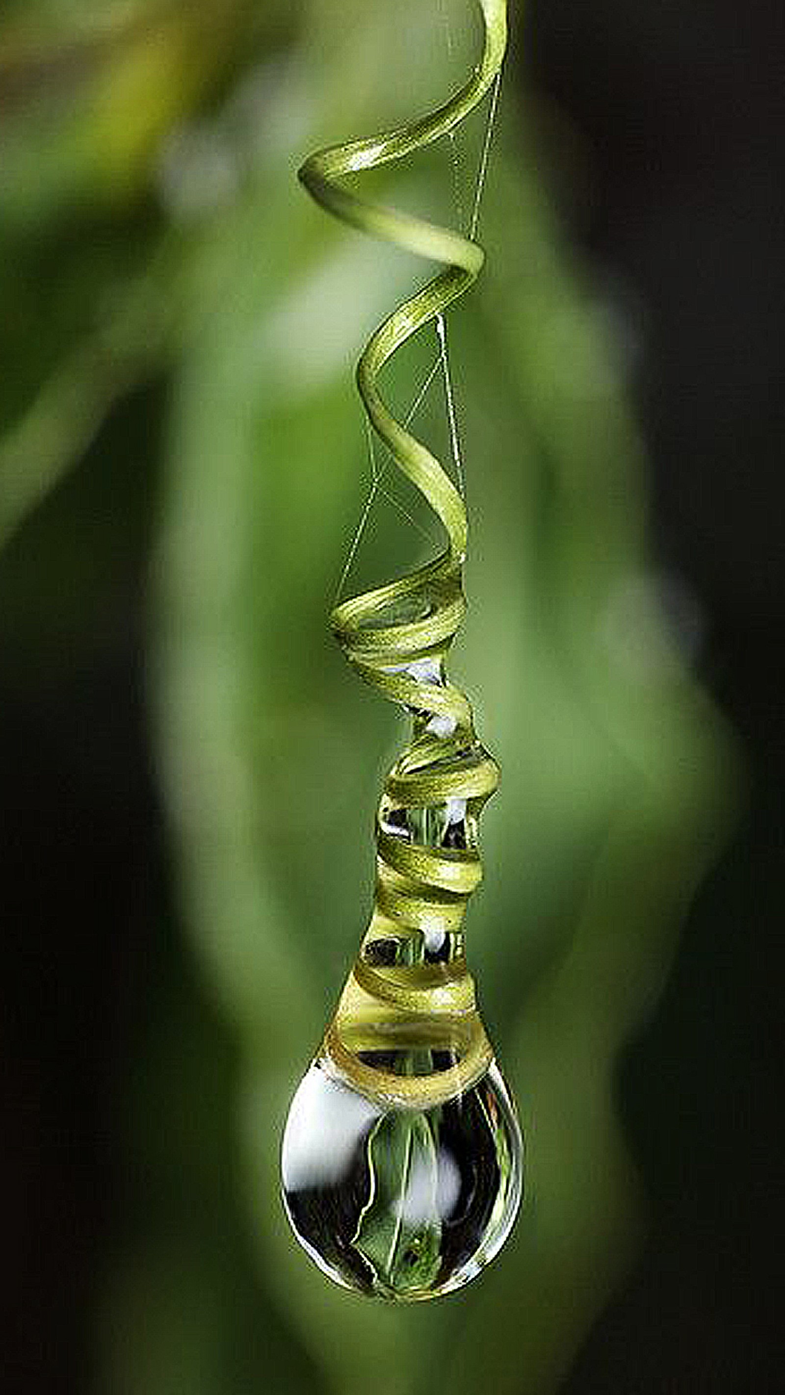 There is a drop of water hanging from a green plant (drop, green, water)