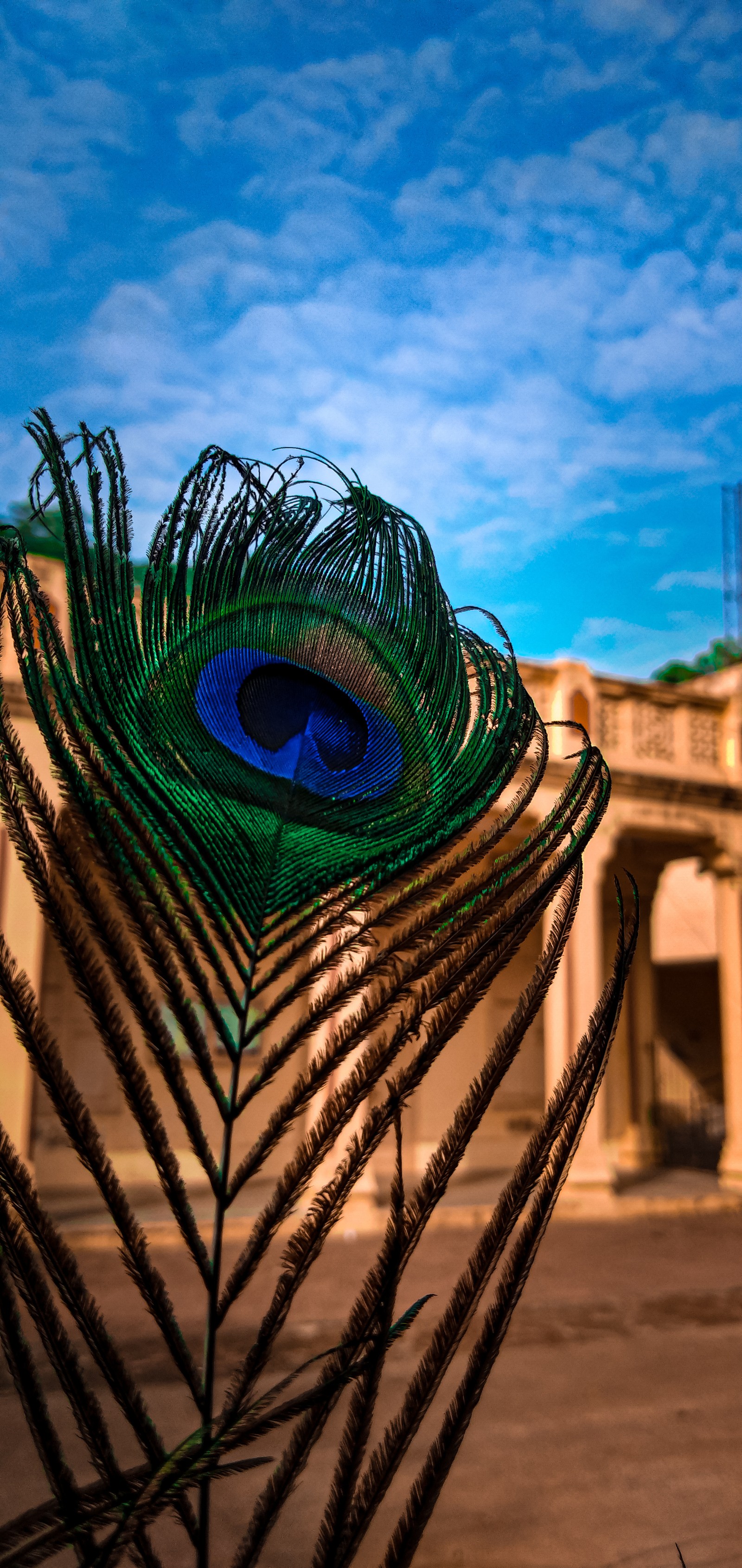 There is a peacock feather on a pole in front of a building (blue, coloured, feather, green, natural)