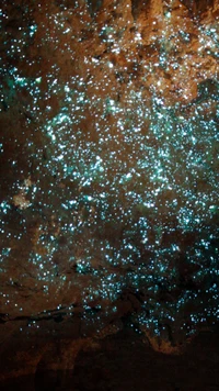 Glowworms Illuminate a New Zealand Cave