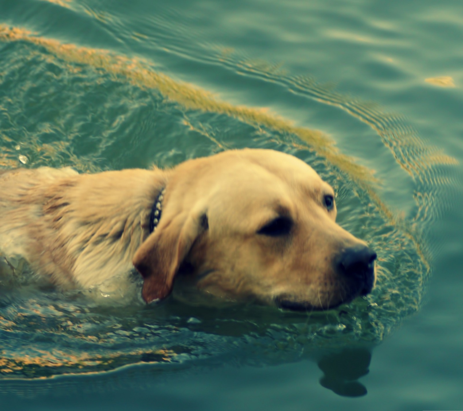 Há um cachorro nadando na água com um frisbee na boca (animal, azul, cachorro, animal de estimação, água)