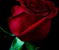 flower, nature, red, rose wallpaper