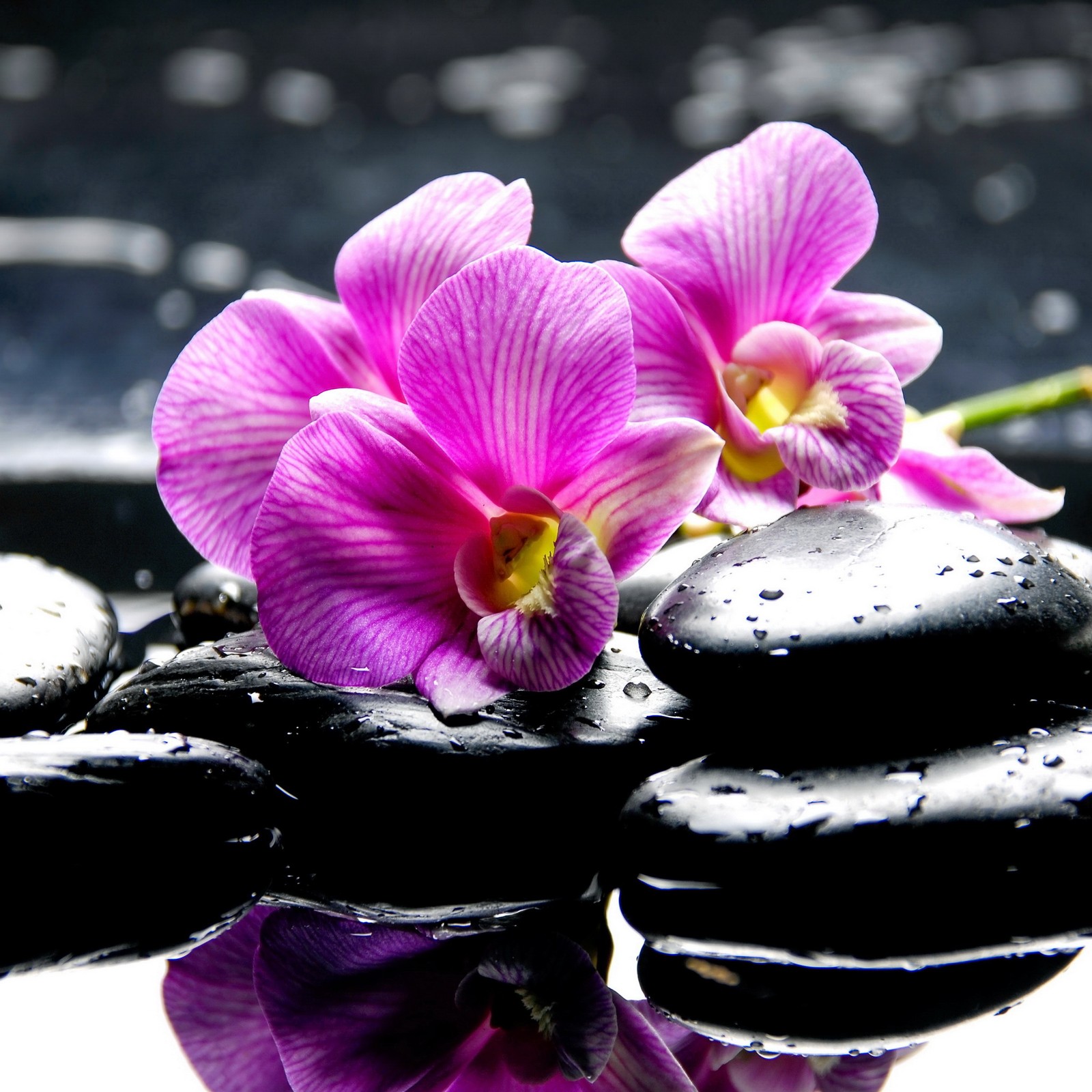 Orquídeas moradas y piedras negras sobre una superficie reflectante con gotas de água (negro, gotas, orquídeas, rosa, spa)