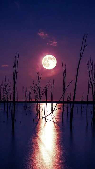 moonlight, reflections