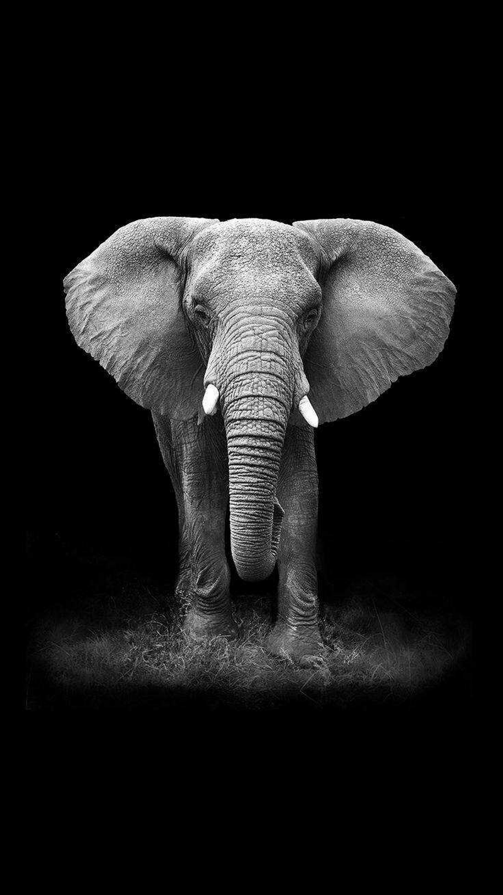 elephant, animals wallpaper