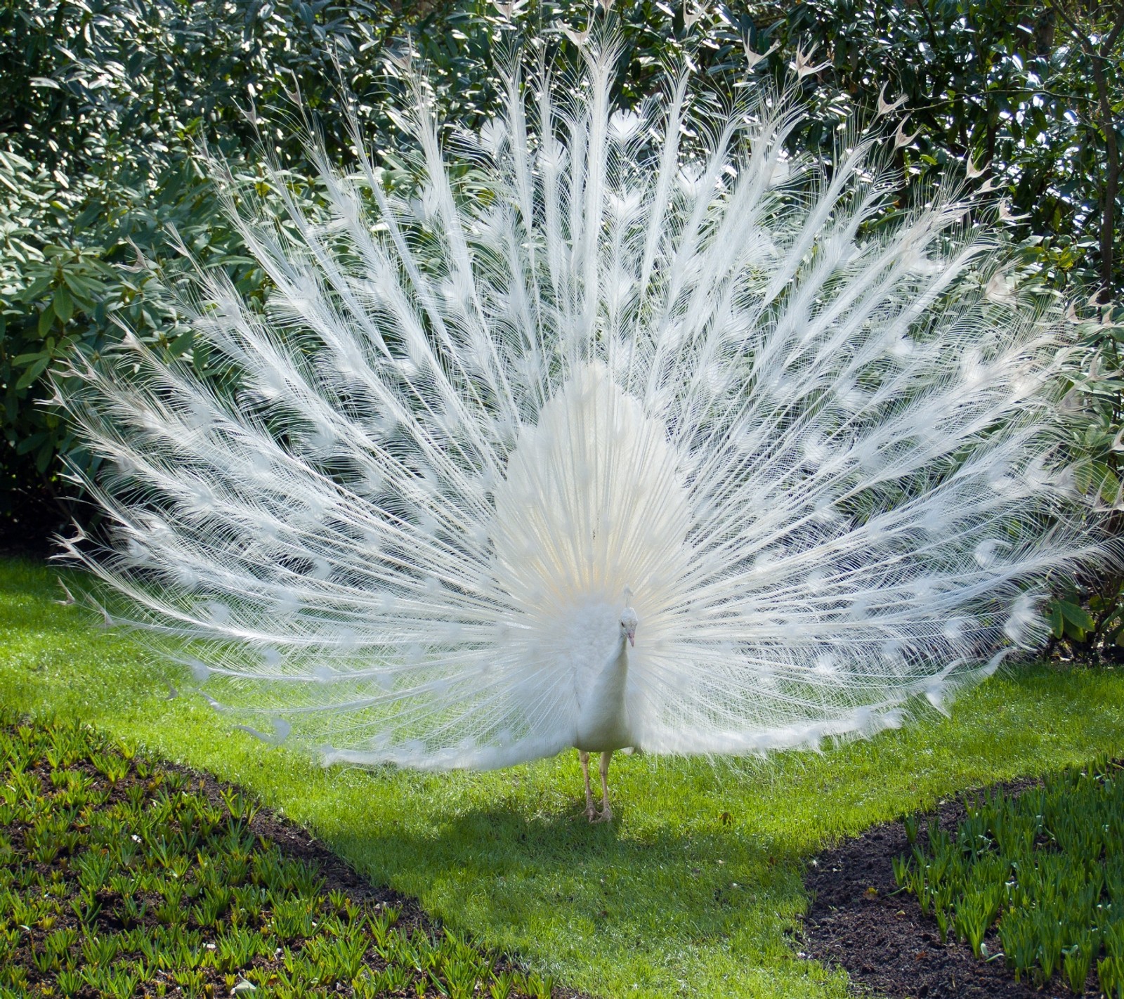 Une girafe avec des plumes blanches se tenant dans une zone herbeuse avec des arbres (animal, nature, paon, blanc)