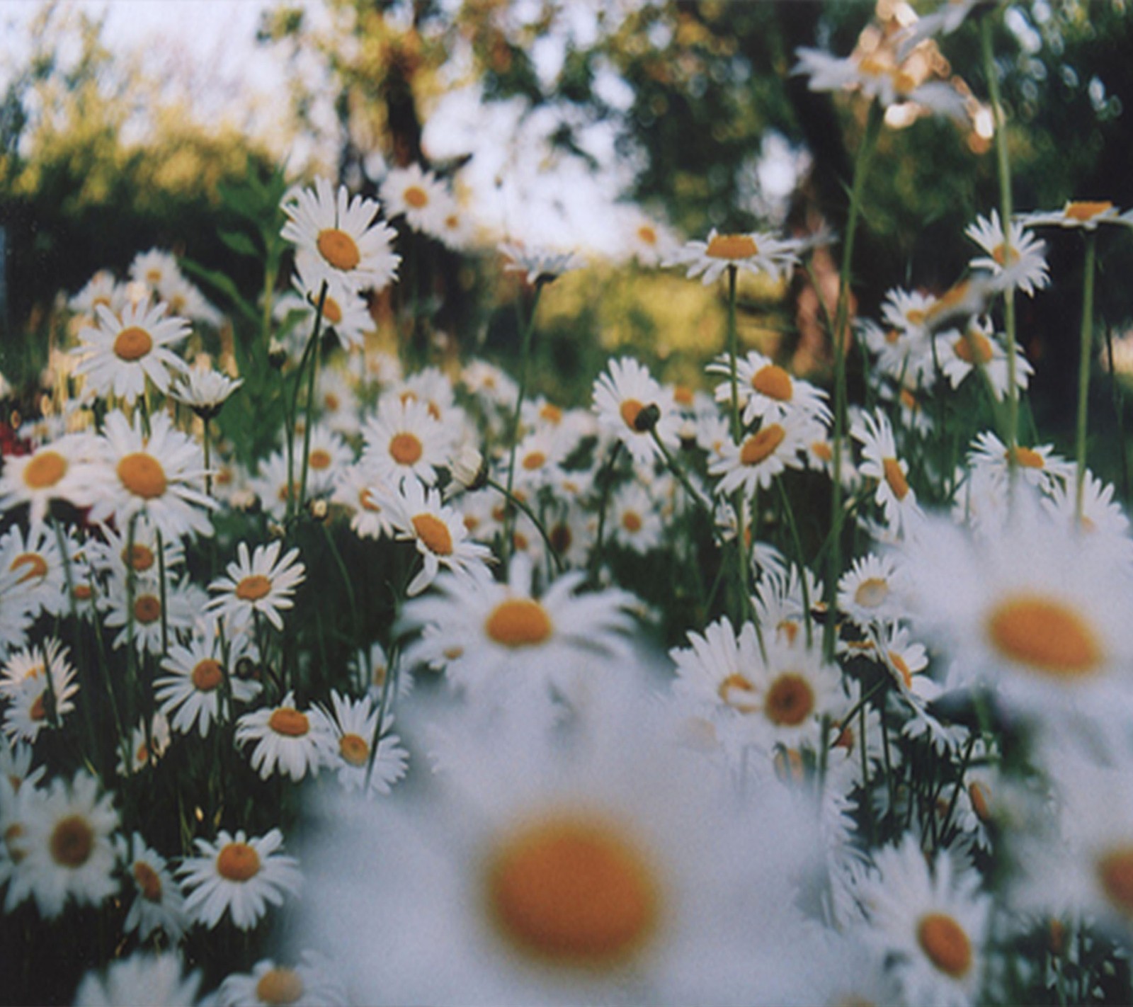 There are many white and yellow flowers in a field (flowers, white)