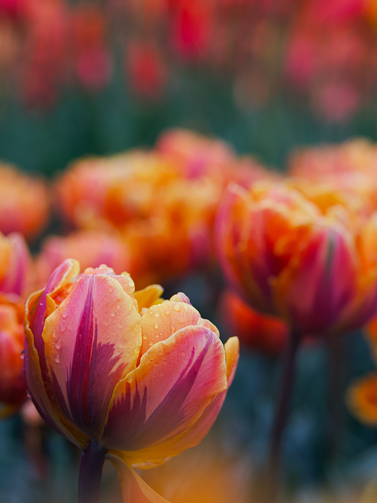 Скачать обои garden tulip, цветы тюльпанов, боке, bokeh, цветы