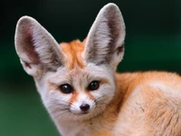 fennec fox, fox, canidae, wildlife, red fox wallpaper