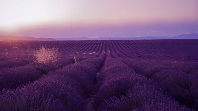 lavanda inglesa, lavanda, púrpura, horizonte, mañana