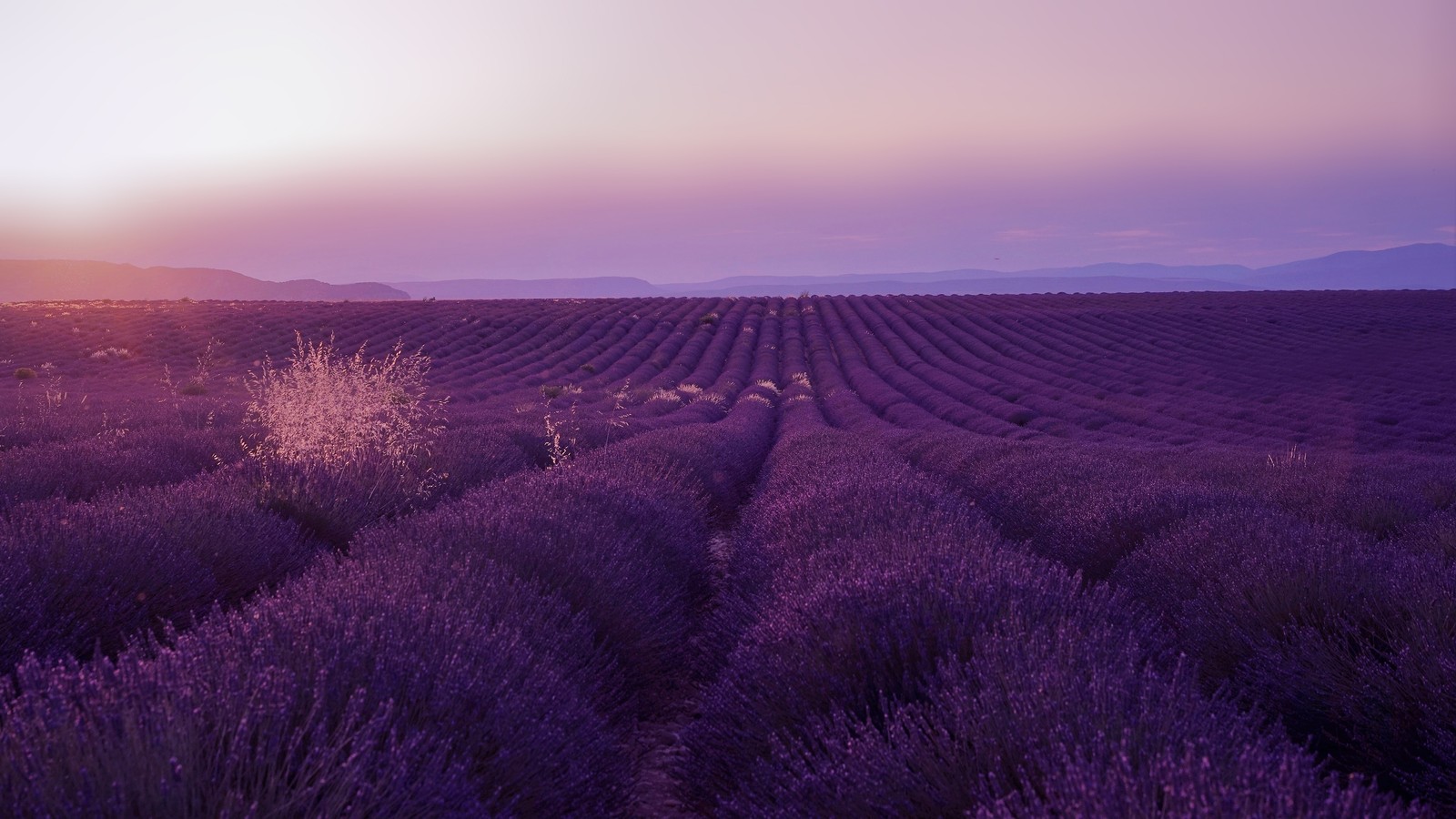 Champs de lavande au coucher du soleil avec un arbre solitaire au premier plan (lavande anglaise, lavande, violet, horizon, matin)