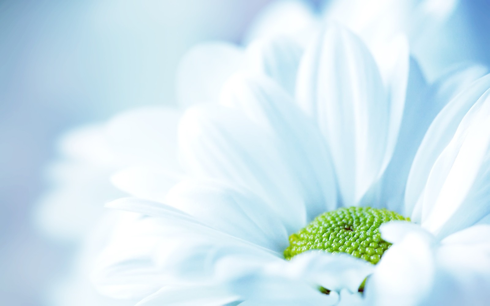 Nahaufnahme einer weißen blume mit grünem zentrum (blütenblatt, weiß, blau, gänseblümchen, himmel)