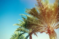 Tropical Palm Trees Under a Clear Blue Sky