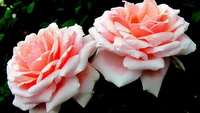 Delicate Pink Floribunda Roses in Full Bloom