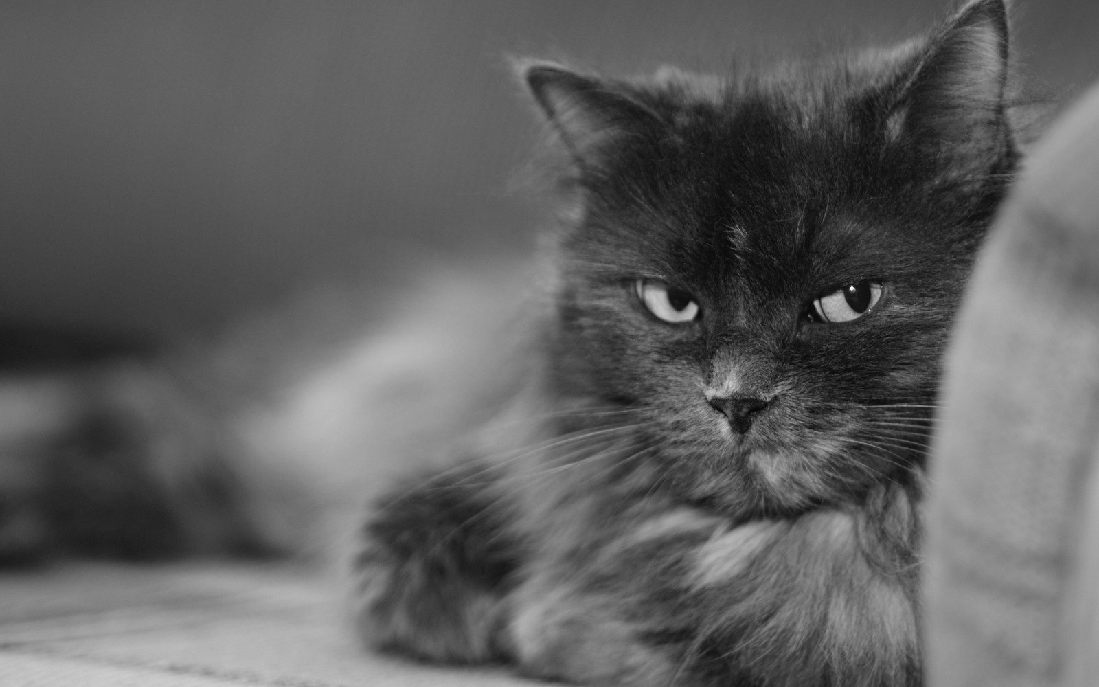 Ein schwarz-weiß foto einer katze, die auf einem sofa liegt (schnauze, zwei farben katze, schwarz weiß, kätzchen, schwarze katze)