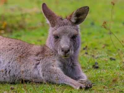 Resting Kangaroo on Green Grass