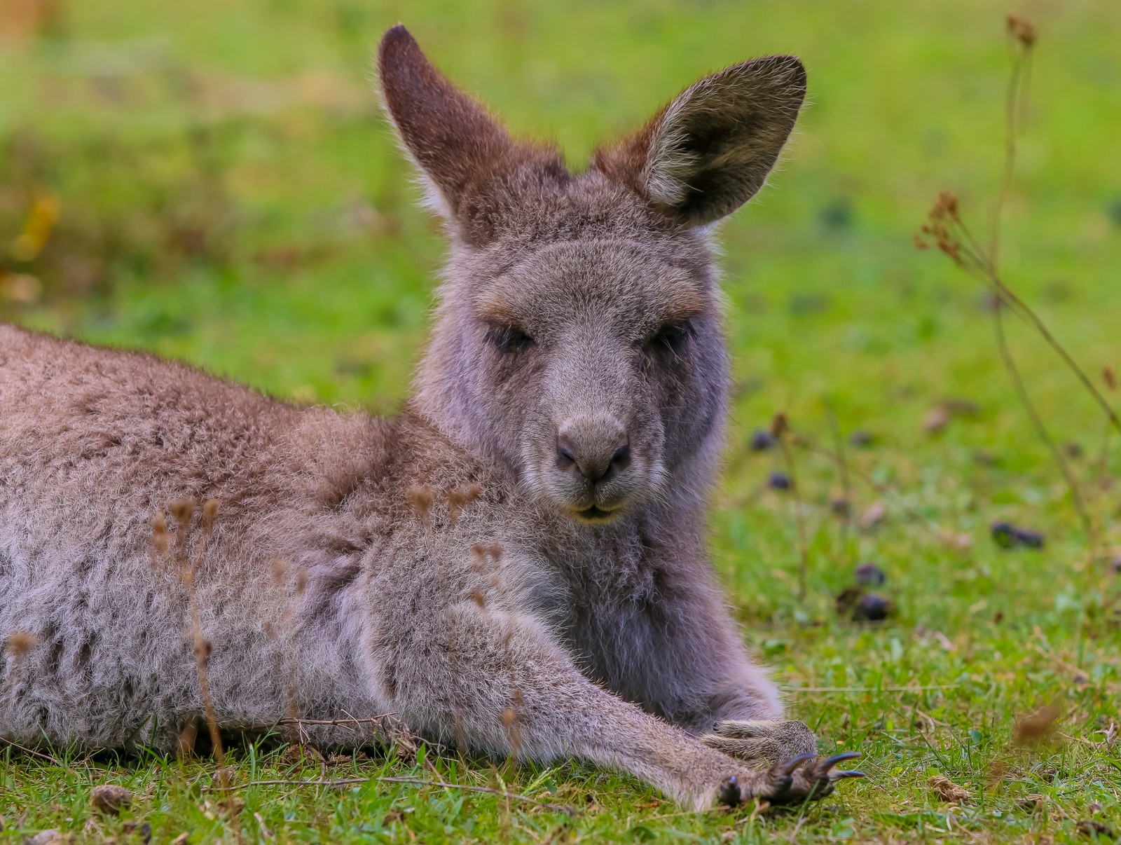 Кенгуру, лежащее на траве. (кенгуру, валлаби, wallaby, дикая природа, наземное животное)