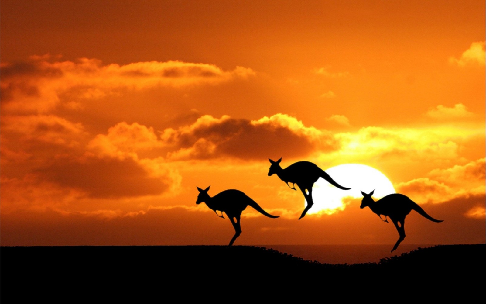 Cangurus pulando ao pôr do sol com um céu nublado atrás deles (fauna, silhueta, por do sol, nascer do sol, sydney)