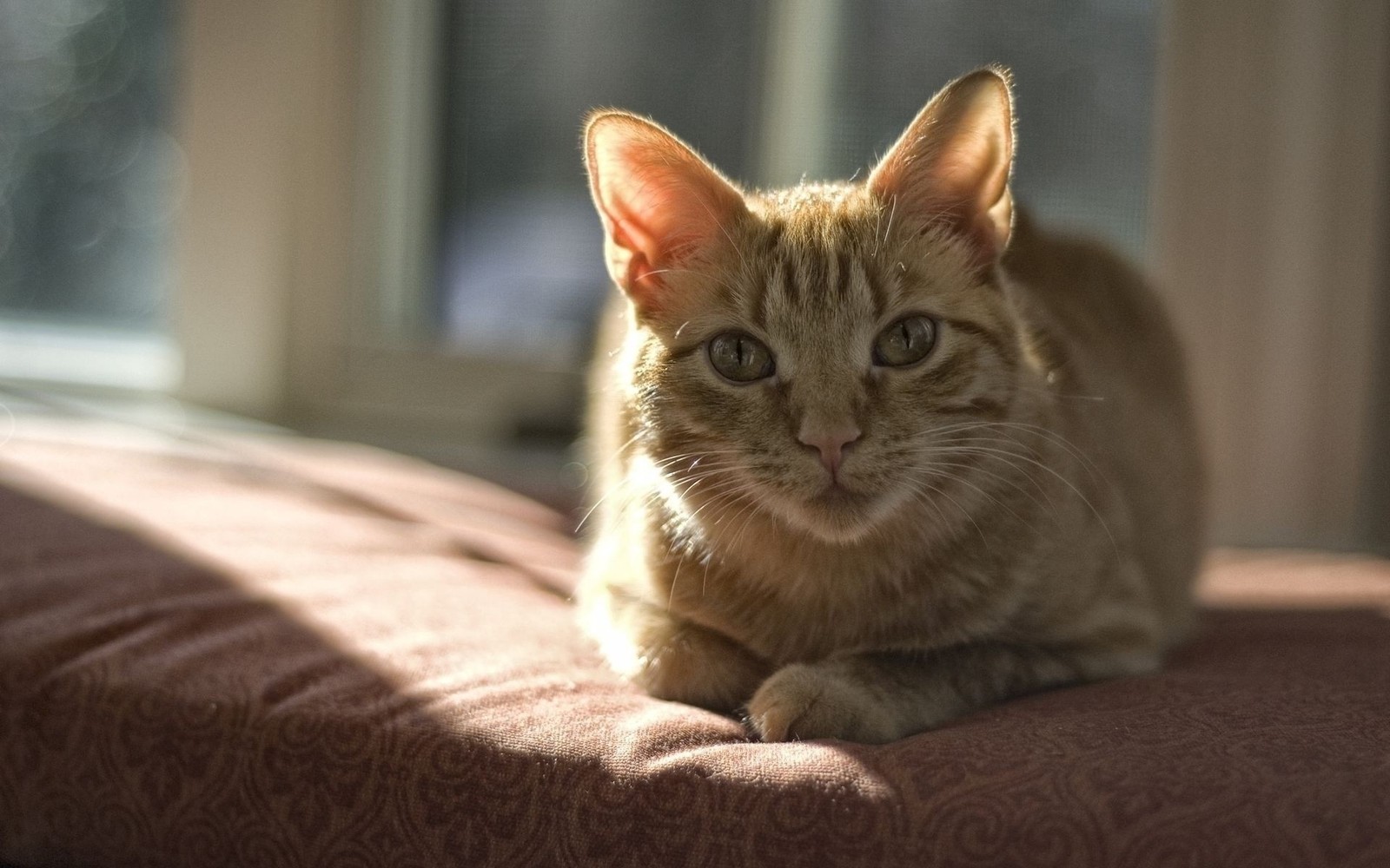 Eine katze liegt auf einem sofa. (getigerte katze, schnauze, säugetier)