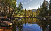 tree, reflection, nature, wilderness, water