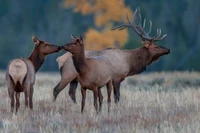 hirsch, rentier, geweih, horn, elch