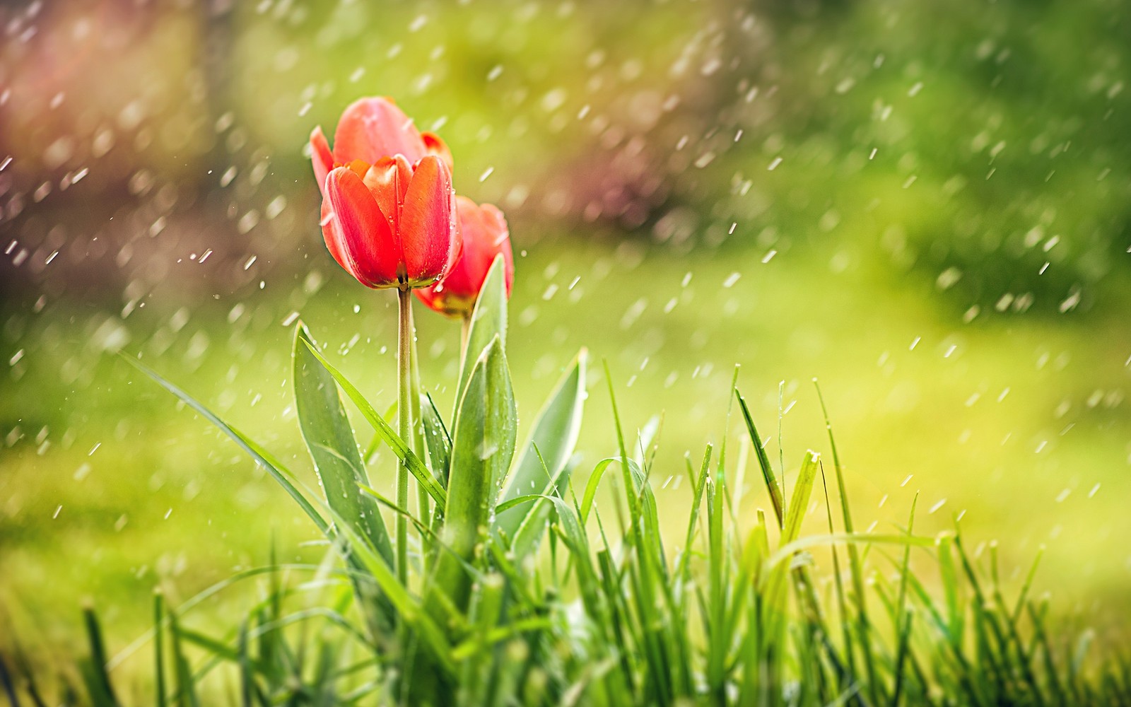 Una flor roja en la hierba bajo la lluvia (lluvia, paisaje natural, verde, flor, pasto)