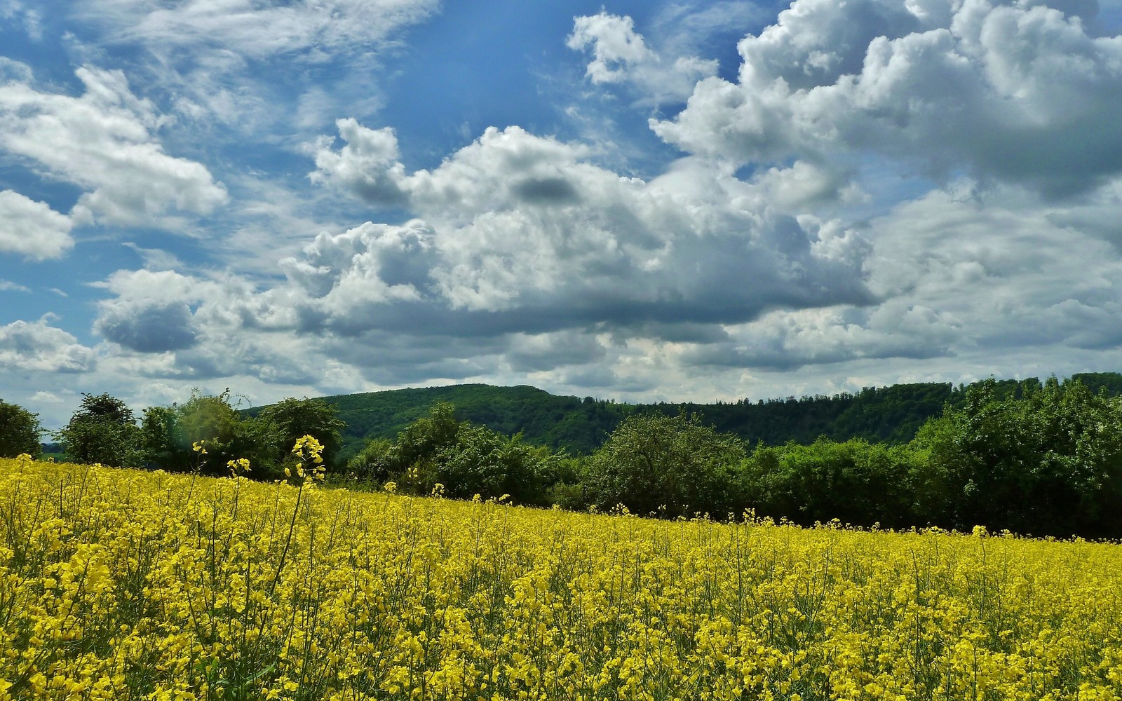 landscape painting, landscape, rapeseed, field, canola wallpaper