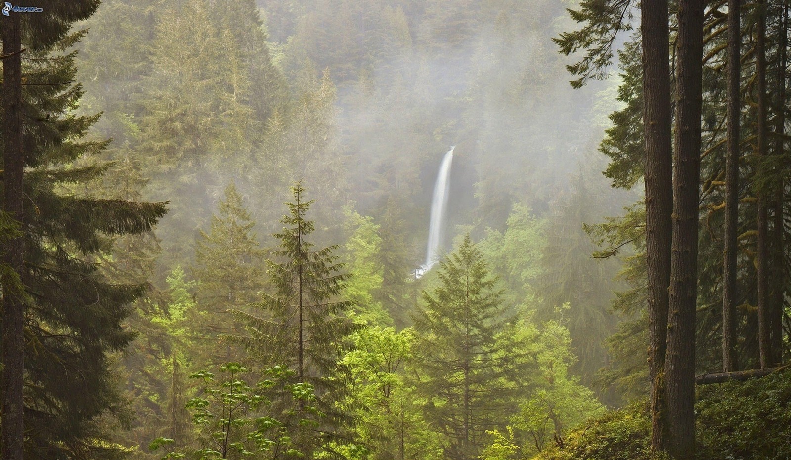 Há uma cachoeira à distância atrás das árvores. (floresta, natureza, árvore, reserva natural, oregon)