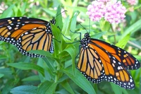 Mariposas Monarca en las flores de algodoncillo común