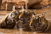 Trio of Tigers Relaxing in Water