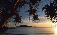 Silhouette d'un palmier encadrant un coucher de soleil serein sur une plage au-dessus des eaux calmes des Caraïbes.