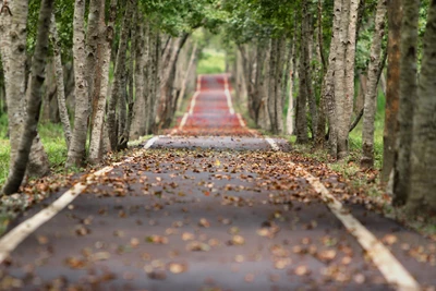 Sendero de otoño a través de bosques frondosos