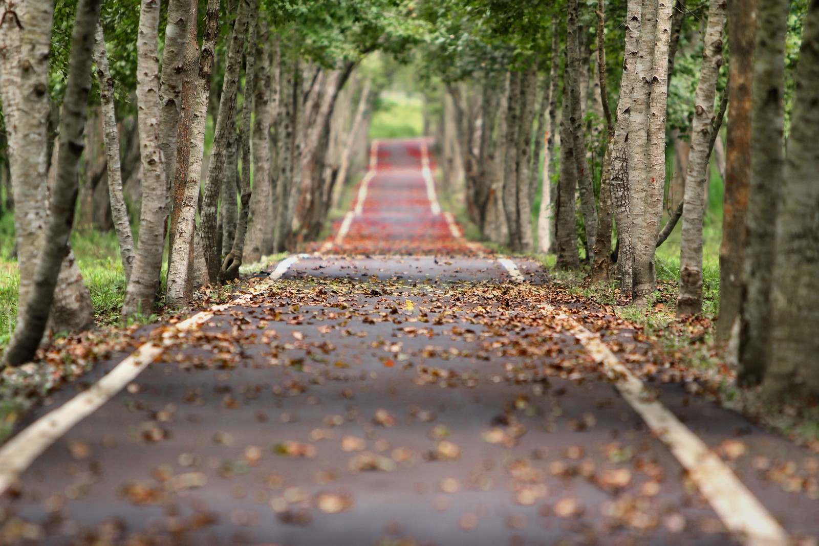 Une vue d'une route bordée d'arbres avec des feuilles au sol (automne, arbres, route, tarmac, bois)