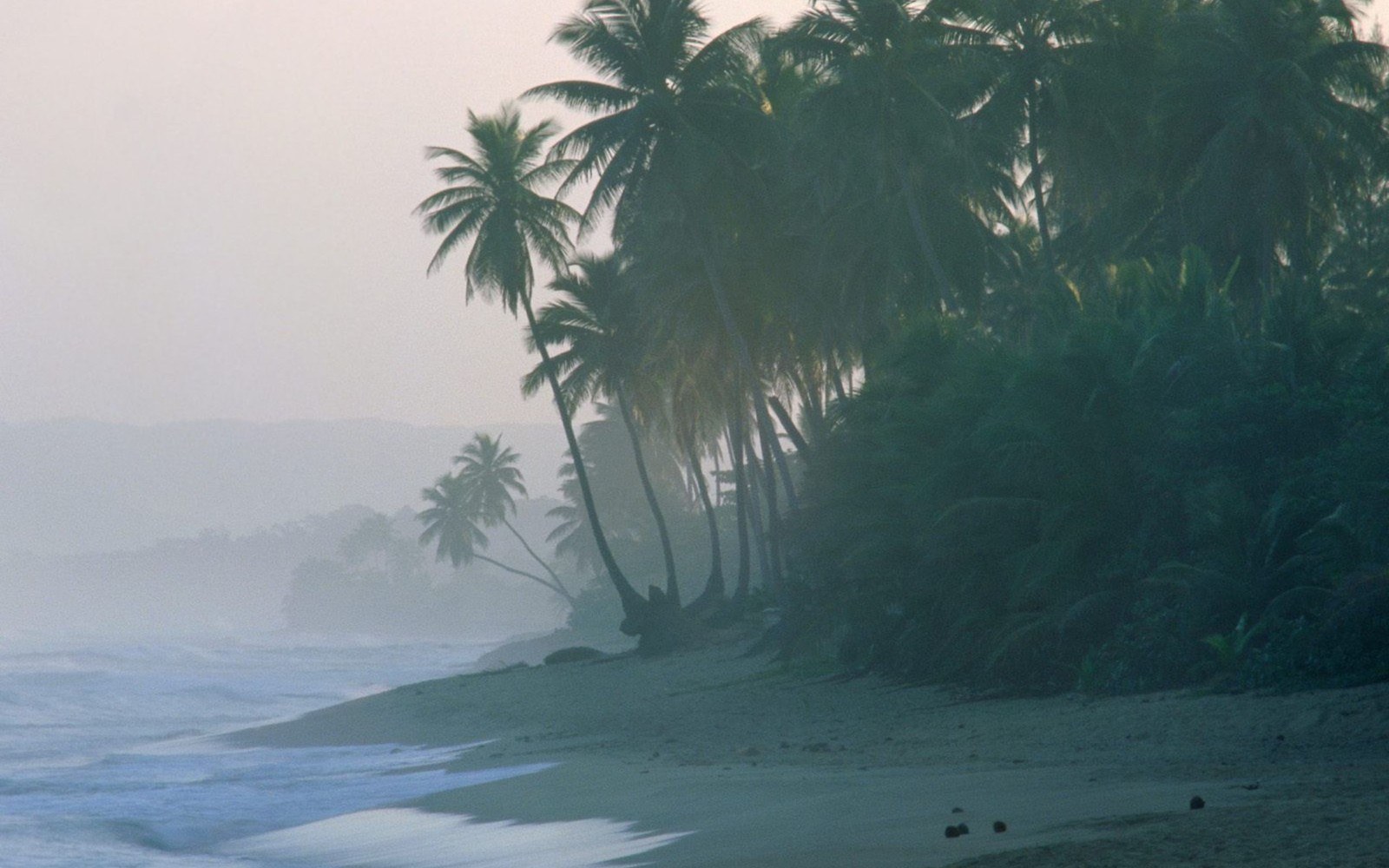 Surfer gehen am strand entlang vor palmen (küste, baum, palme, morgen, nebel)